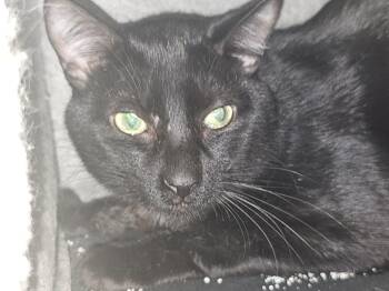 MJ -  Domestic Short Hair Cat for Adoption in Richmond, Virginia - MJ | PetCurious