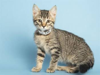 SPARKLE -  Domestic Short Hair Cat for Adoption in Phoenix, Arizona - SPARKLE | PetCurious
