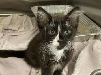 SCOOTS -  Domestic Short Hair Cat for Adoption in Tustin, California - SCOOTS | PetCurious