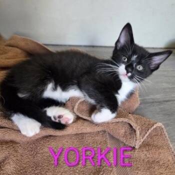 Yorkie -  Domestic Short Hair Cat for Adoption in Bentonville, Arkansas - Yorkie | PetCurious