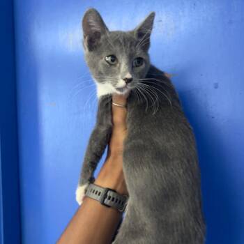 Socks -  Domestic Short Hair Cat for Adoption in Wahiawa, Hawaii - Socks | PetCurious
