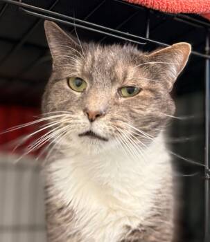 Rescue Domestic Short Hair Cats for Adoption in Cumberland, Maine - Smokey | PetCurious