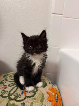 Domestic Medium Hair Cats Available for Adoption in Fort Collins, Colorado - Aspen | PetCurious