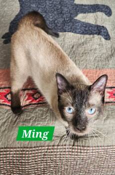Ming -  Domestic Short Hair Cat Available for Adoption in Manchester, Tennessee - Ming | PetCurious