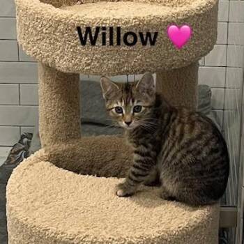 Domestic Short Hair Cats Available for Adoption - Willow | PetCurious