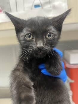 ROBBY -  Domestic Short Hair Cat Available for Adoption in Las Vegas, Nevada - ROBBY | PetCurious