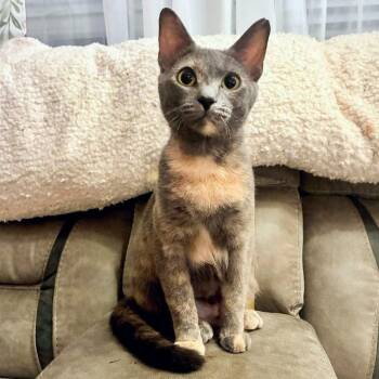 Prim -  Domestic Short Hair Cat for Adoption - Prim | PetCurious