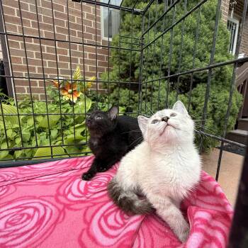 Rescue Domestic Short Hair Cats for Adoption in Atwater, Ohio - Panther And Jojo | PetCurious