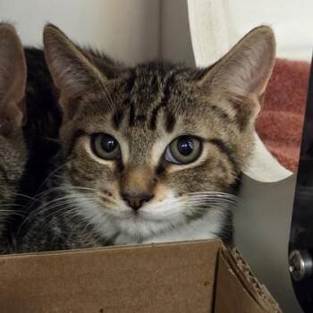 Dusty* -  Domestic Short Hair Cat for Adoption in Voorhees Township, New Jersey - Dusty* | PetCurious
