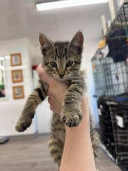Boston -  Domestic Short Hair Cat for Adoption in Glenfield, New York - Boston | PetCurious