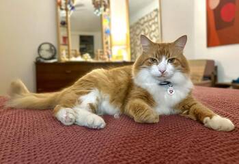 Sammy -  Domestic Long Hair and Maine Coon Cat for Adoption in Long Beach, California - Sammy | PetCurious