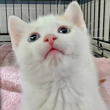 Domestic Short Hair Cats Available for Adoption in Newark, New Jersey - Glue Stick | PetCurious