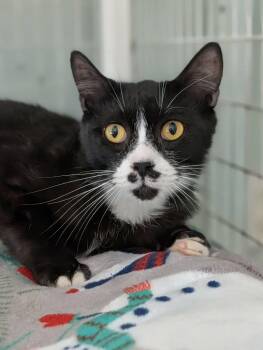 Domestic Short Hair Cats Available for Adoption in Kingsland, Georgia - Sherman | PetCurious