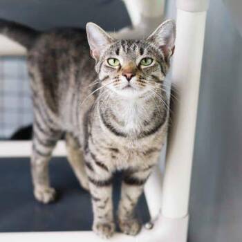 Acadia -  Domestic Short Hair Cat for Adoption in Atlanta, Georgia - Acadia | PetCurious