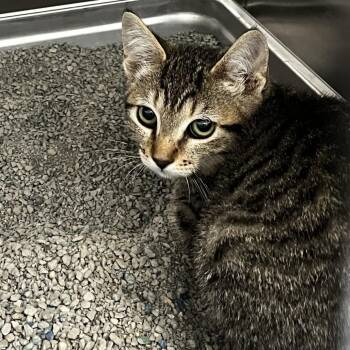 Peeta (26-4C-2) -  Domestic Short Hair Cat for Adoption in Rifle, Colorado - Peeta (26-4C-2) | PetCurious