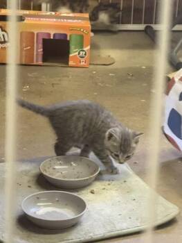 Yellow -  Domestic Short Hair Cat for Adoption in Fredericton, New Brunswick - Yellow | PetCurious
