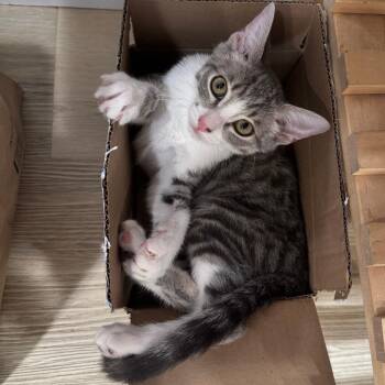 Tango -  Domestic Short Hair Cat for Adoption - Tango | PetCurious