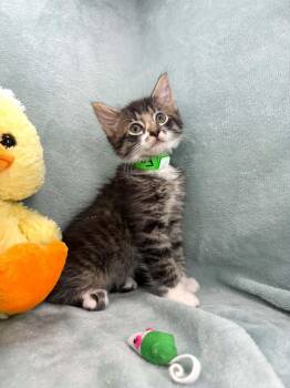Francois -  Domestic Medium Hair Cat Available for Adoption in Tavares, Florida - Francois | PetCurious