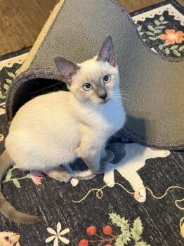 Yori -  Siamese and Domestic Short Hair Cat for Adoption in Austin, Texas - Yori | PetCurious