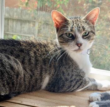 Sky -  Domestic Short Hair Cat for Adoption in Rice Lake, Wisconsin - Sky | PetCurious