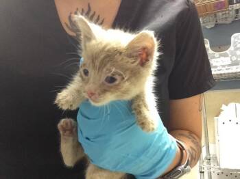 Domestic Short Hair Cats Available for Adoption in Riverside, California - MIA | PetCurious