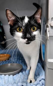 Willow -  Domestic Short Hair Cat for Adoption in Moundsville, West Virginia - Willow | PetCurious