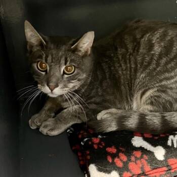 Domestic Short Hair Cats Available for Adoption in Dekalb, Illinois - Sal | PetCurious