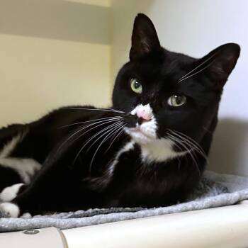 Zeke -  Domestic Short Hair Cat for Adoption in Woodinville, Washington - Zeke | PetCurious