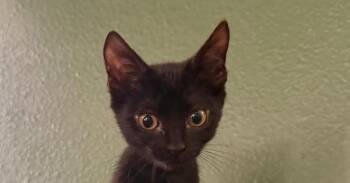 Domestic Long Hair Cats Available for Adoption - Duchess | PetCurious