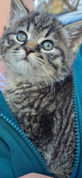 Rescue Domestic Medium Hair Cats for Adoption in Lorain, Ohio - Eviana | PetCurious