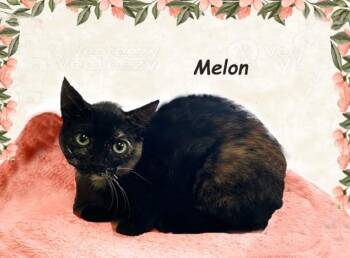 Tortoiseshell Cats Available for Adoption - Melon AVO | PetCurious