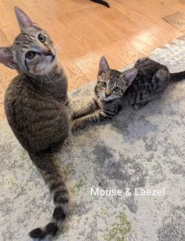 Mouse -  Tabby Cat for Adoption in Ocala, Florida - Mouse | PetCurious