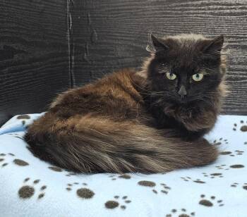 Domestic Long Hair Cats Available for Adoption - Uncle Frank | PetCurious