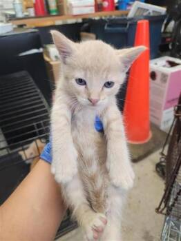 A660041 -  Domestic Short Hair Cat for Adoption in Houston, Texas - A660041 | PetCurious