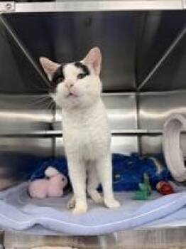 Po -  Domestic Short Hair Cat for Adoption in Manitowoc, Wisconsin - Po | PetCurious