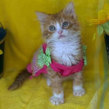 Love -  Persian and Siberian Cat for Adoption in Mount Vernon, Illinois - Love | PetCurious