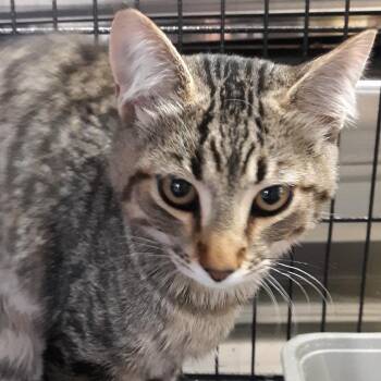 Wormwood -  Domestic Short Hair Cat for Adoption in Spokane, Washington - Wormwood | PetCurious