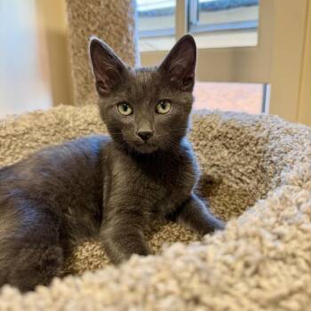 Pebble -  Domestic Short Hair Cat for Adoption in Agoura Hills, California - Pebble | PetCurious