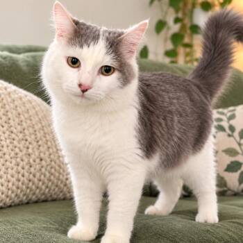 Paul -  Domestic Long Hair Cat for Adoption - Paul | PetCurious