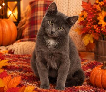 Silas -  Domestic Short Hair Cat for Adoption in Seven Valleys, Pennsylvania - Silas | PetCurious