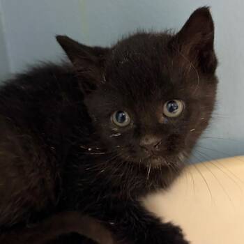 Penguin -  Domestic Medium Hair Cat for Adoption in Chattanooga, Tennessee - Penguin | PetCurious