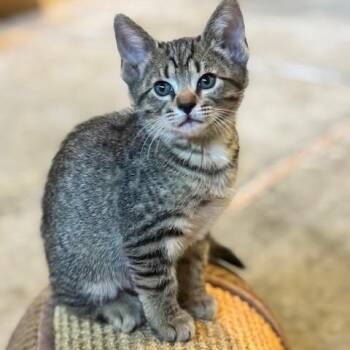 Domestic Short Hair Cats Available for Adoption in Huntsville, Alabama - Hank | PetCurious