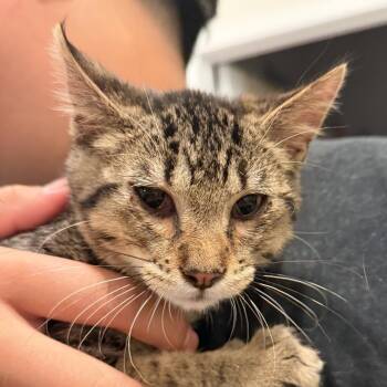 Hoops There It Is -  Domestic Medium Hair Cat for Adoption in Boerne, Texas - Hoops There It Is | PetCurious