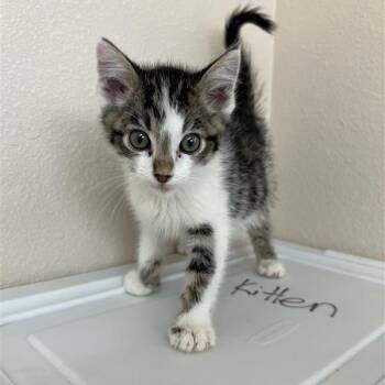 Michael -  Domestic Short Hair Cat for Adoption in Kanab, Utah - Michael | PetCurious