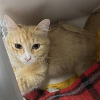 Asleena -  Domestic Long Hair Cat for Adoption in Watertown, New York - Asleena | PetCurious