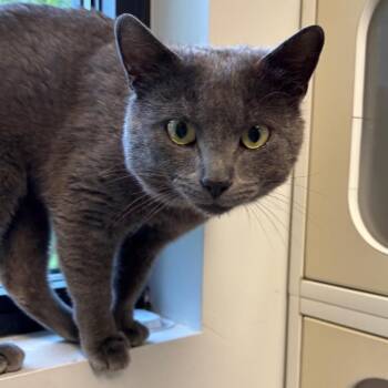 Domestic Short Hair Cats Available for Adoption in Naperville, Illinois - Stefano | PetCurious