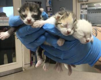 MOCHI -  Domestic Short Hair Cat for Adoption in Riverside, California - MOCHI | PetCurious