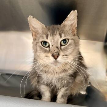 Mitzi -  Domestic Medium Hair Cat for Adoption in Palm Springs, California - Mitzi | PetCurious