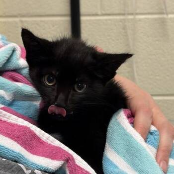 Sloan -  Domestic Short Hair Cat for Adoption in Asheville, North Carolina - Sloan | PetCurious