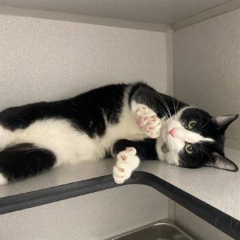 Domestic Short Hair Cats Available for Adoption in Aurora, Colorado - SYLVESTER | PetCurious